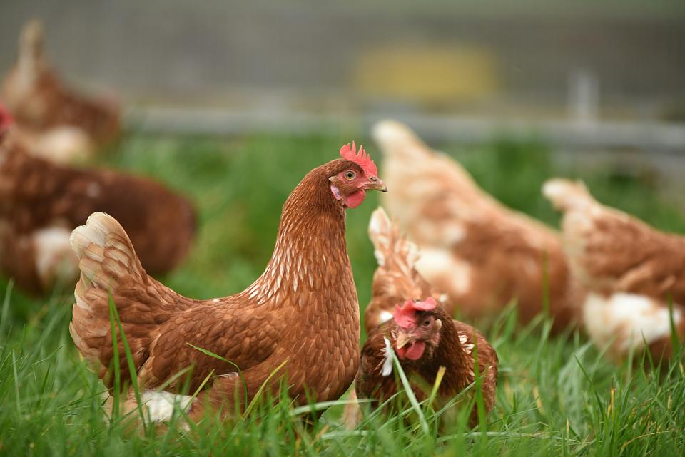 Brown hens foraging in thick green pasture grass