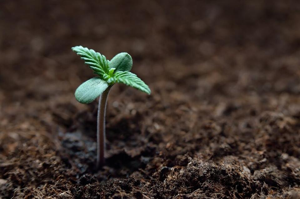 Growing Food from Seed