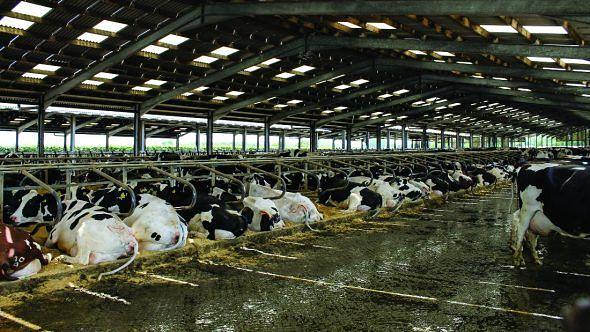 CAFO vs Pasture. What strikes you as the right way to raise cattle?