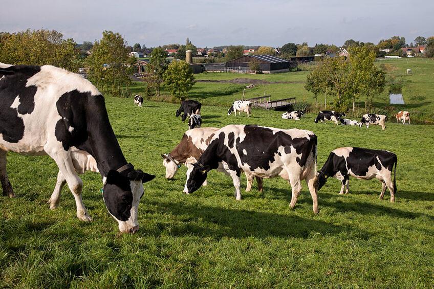 CAFO vs Pasture. What strikes you as the right way to raise cattle?