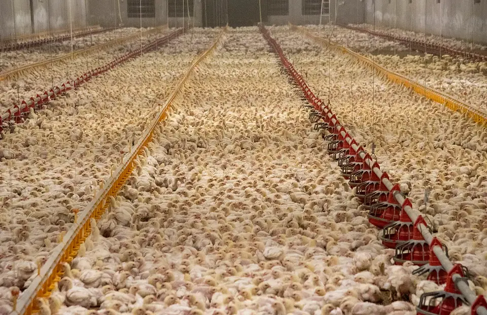 CAFO vs Pasture. What strikes you as the right way to raise chickens?