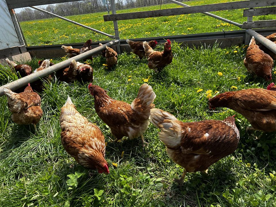 CAFO vs Pasture. What strikes you as the right way to raise chickens?