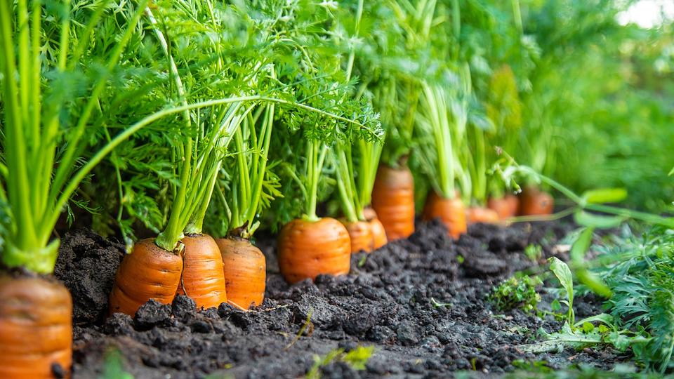 Carrot: Sow and Grow Guide