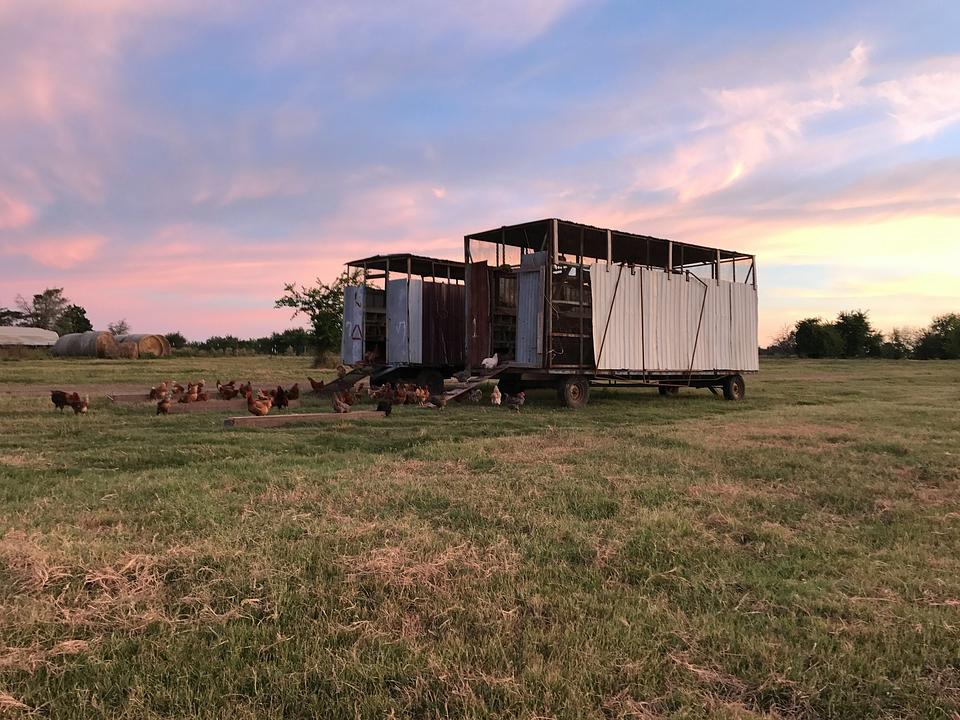Mobile chicken coops on wheels sitting on open pasture at dusk